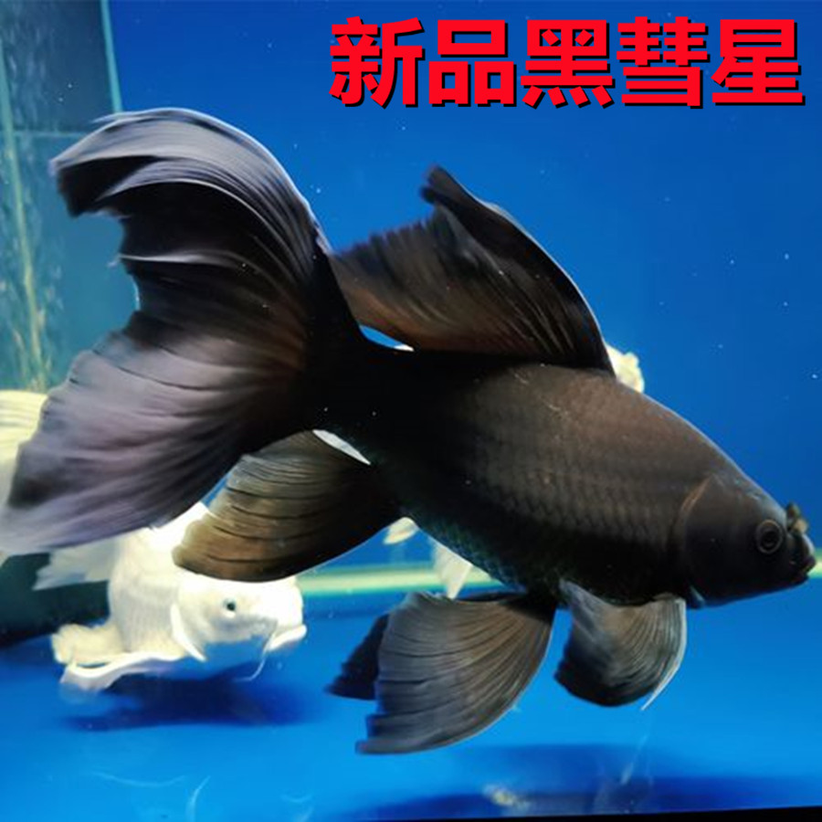 荣郁黑彗星黑鱼鱼淡水冷水观赏风水鱼蝴蝶鲤大鳍金鱼龙凤黑彗星1214