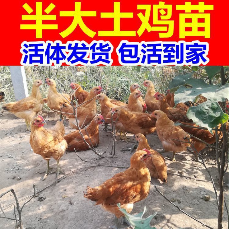 【京东推荐】散养草鸡苗土鸡苗半大小鸡苗活大种童子鸡小公鸡青年批发