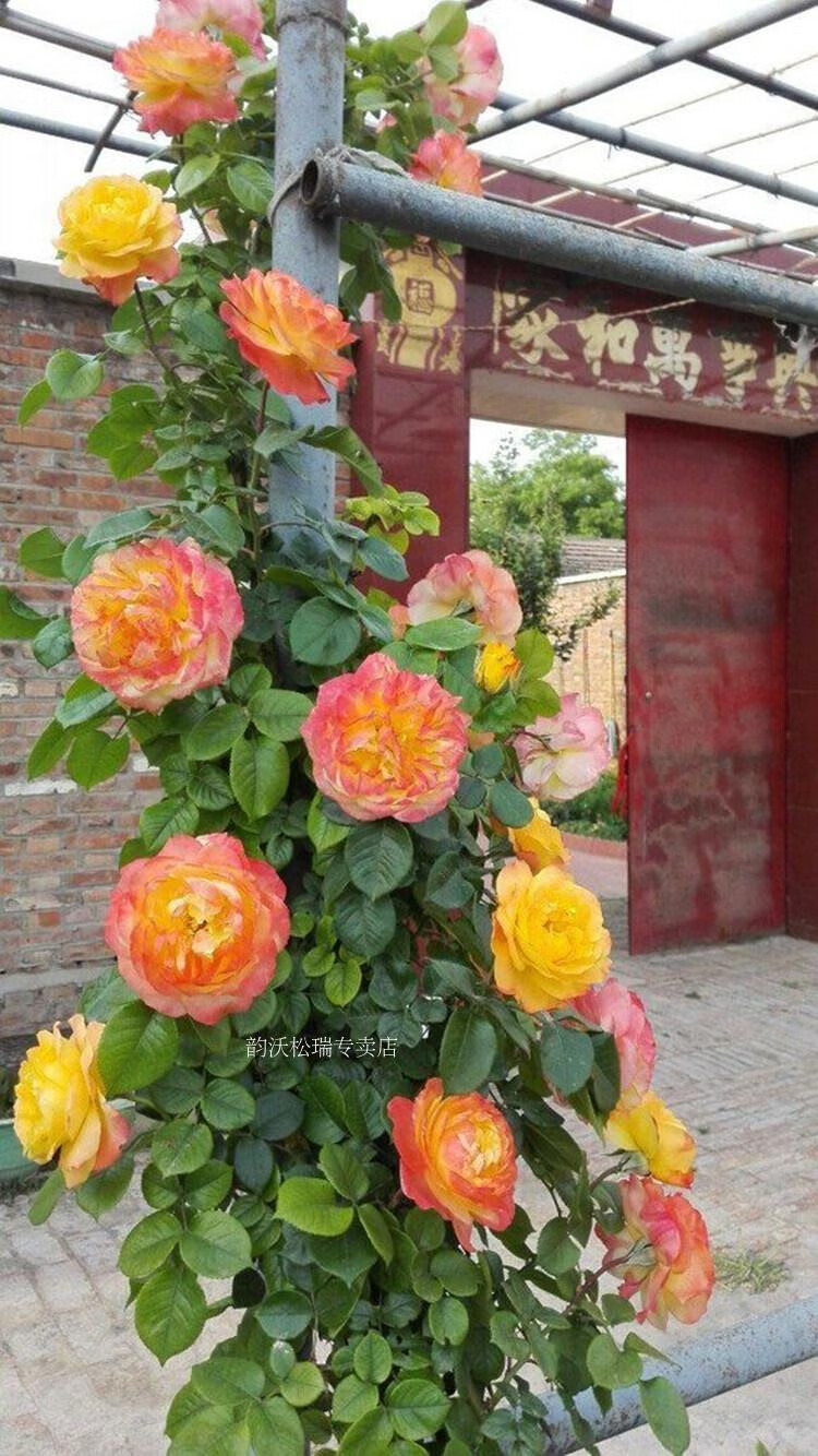 蔷薇大花浓香爬藤月季 光谱 阳台四季开花玫瑰花苗庭院藤本月季苗 中