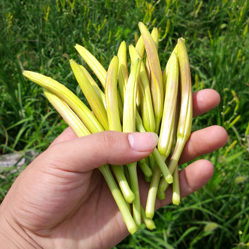 黄花菜干货 自产新鲜金针菜湖南邵东土特产500g