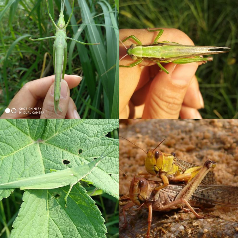 萌萌哒蚂蚱活体尖头绿蚂蚱活虫中华剑角蝗负蝗鱼饵螳螂宠物活食23厘米