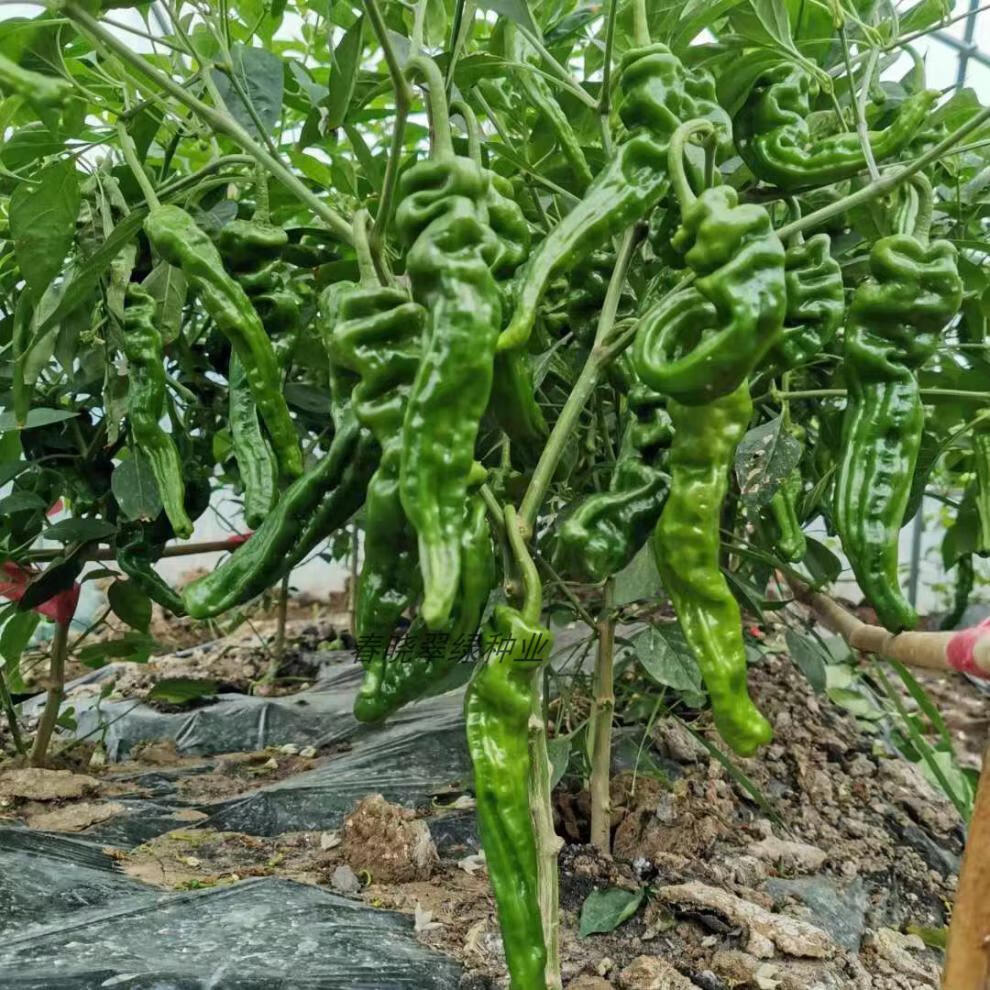 苏瑞 赣辣八号干鲜皱皮椒薄皮椒种子四季大棚露天蔬菜