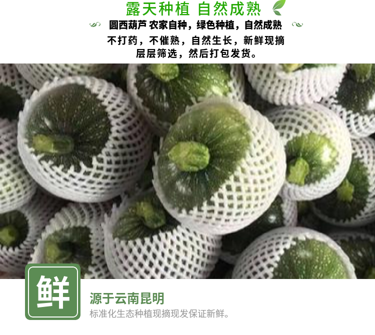 云南新鲜嫩南瓜小圆瓜圆形西葫芦绿皮青皮嫩瓜时令蔬菜精选嫩圆瓜纸箱