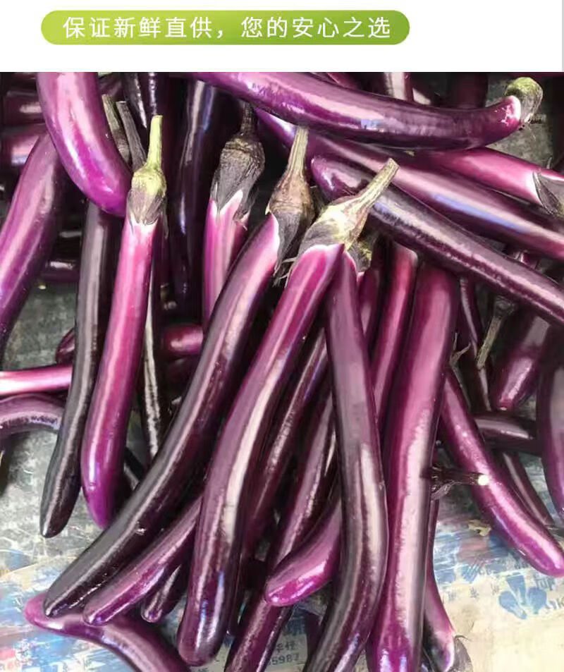 线茄子紫皮茄子新鲜蔬菜细茄子新鲜茄子福建农家蔬菜现摘批发3斤细