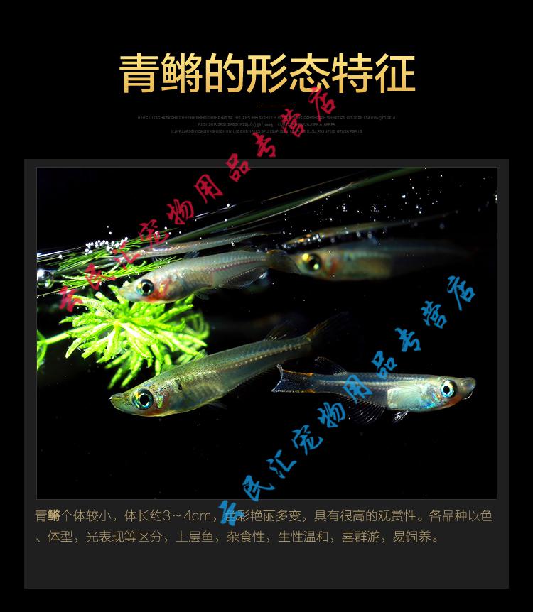 天弗青鳉鱼原生桂系弓背中国青鳉鱼生冷水小灯科群游