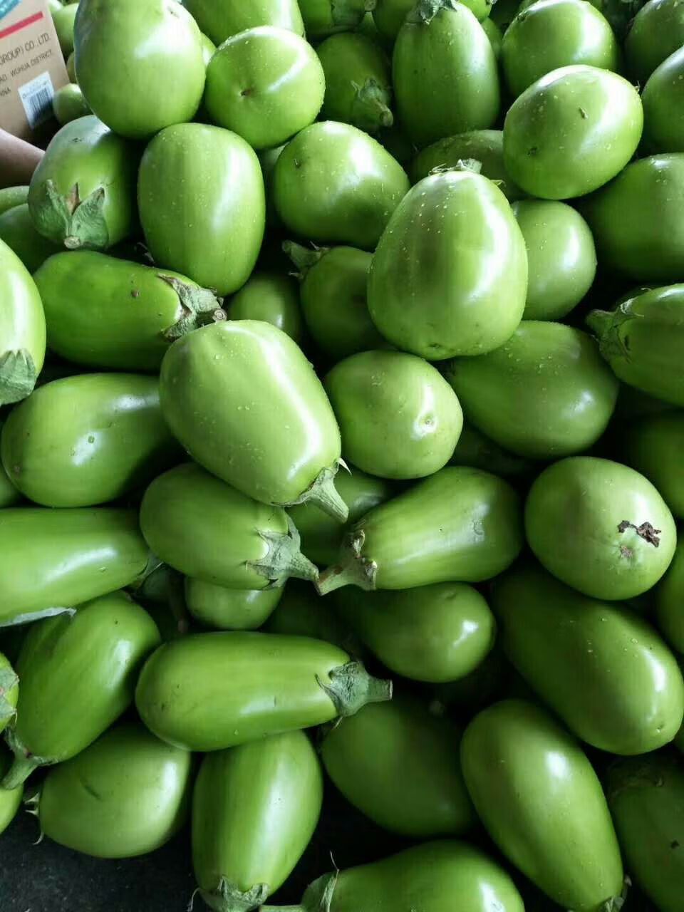 新鲜圆茄子绿茄子河南特产绿皮茄子蔬菜农家自种青茄子5斤