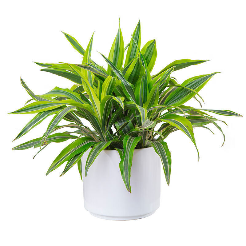 美人铁盆栽室内桌面小植物金边巴西铁观叶室内除甲醛绿植xw高4050cm含