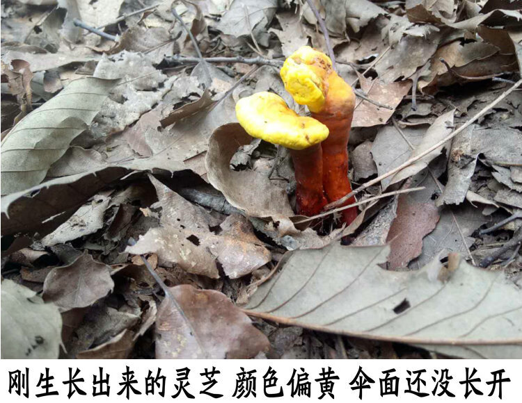严选好物野生赤灵芝野生整枝林芝小灵芝红灵芝菌可切片磨粉250克