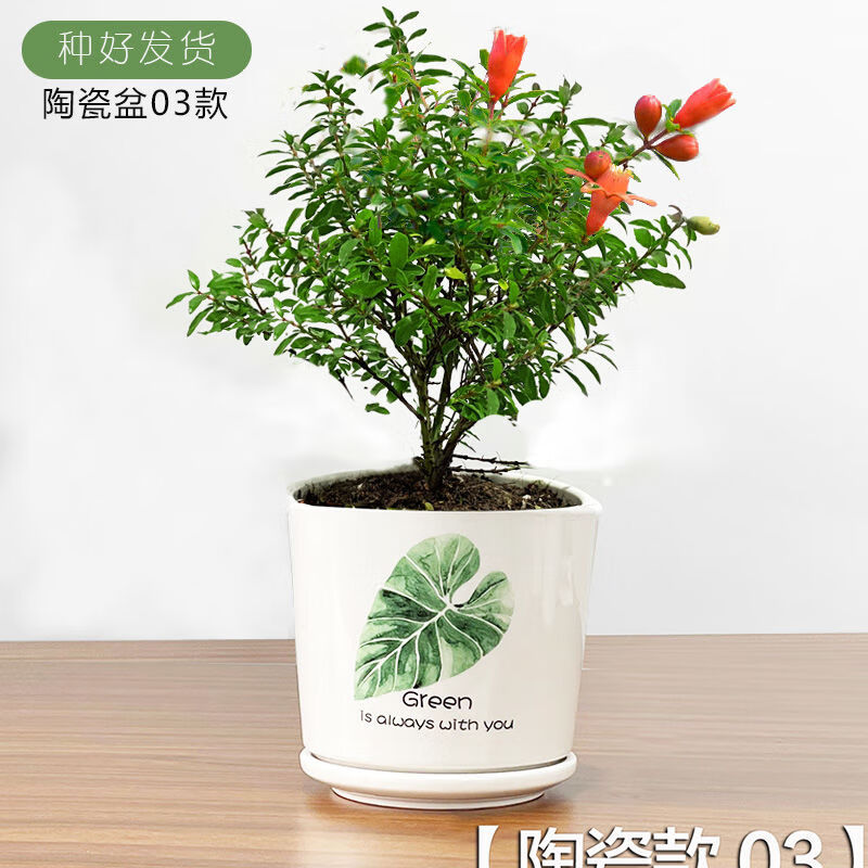 澜墨石榴树观赏盆栽果树种苗盆景庭院阳台绿植花卉四季开花植物可结果