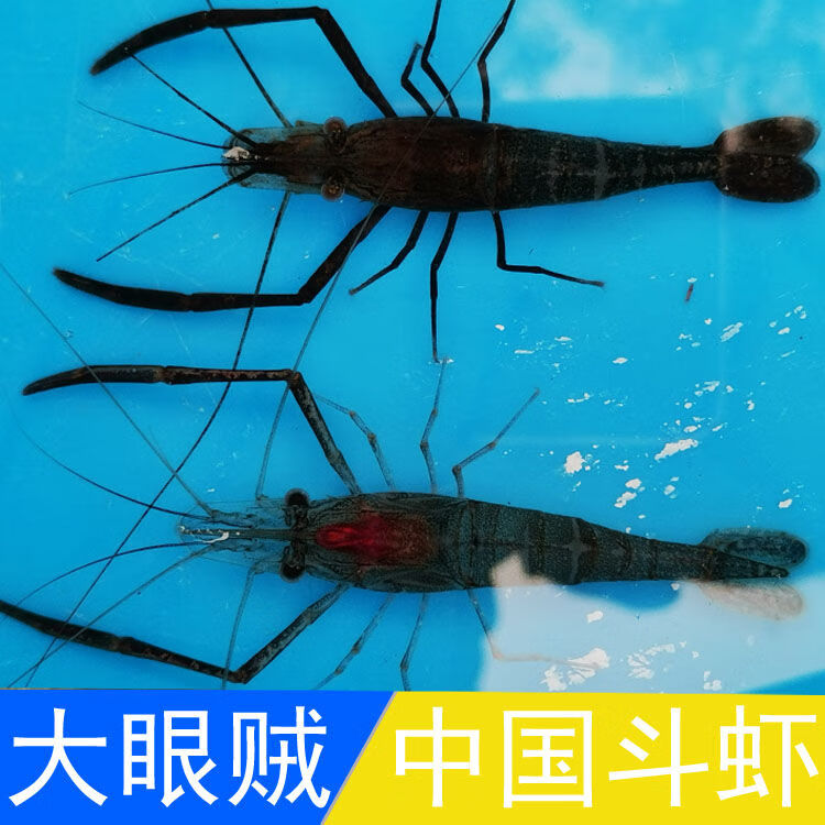 大眼贼中国斗虾长脚虾河虾除藻虾日本品种虾 3-5cm5支