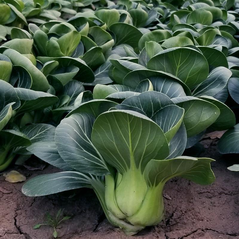 特矮苏州青种子矮脚青梗菜上海青鸡毛菜青菜种籽四季蔬菜种孑苗有机肥