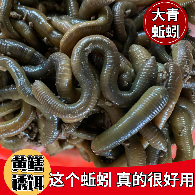 vieruodis大黑蚯蚓活体活饵钓黄鳝蚯蚓黑鲜活臭青蚯蚓垂钓饵中号一斤