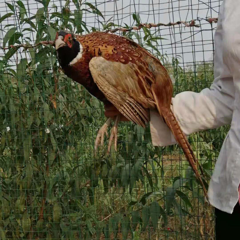 七彩山鸡半大山鸡活体脱温小山鸡纯种大山鸡七彩鸡 半斤重小山鸡10只