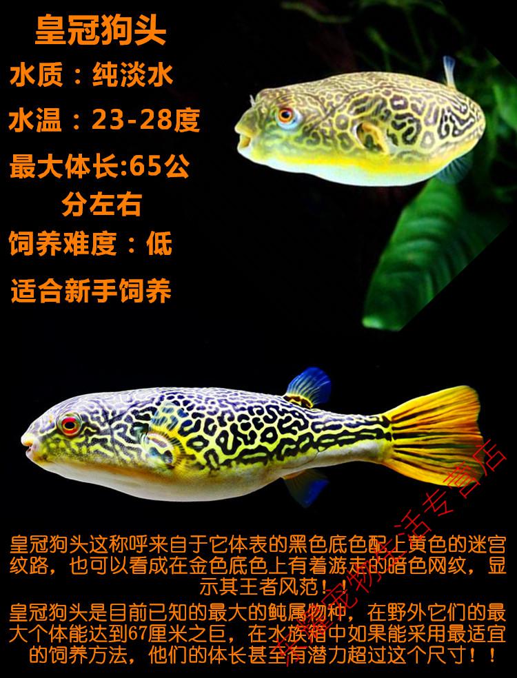 天弗热带观赏鱼斑马狗头鱼活体淡水毛毛狗头红木瓜皇冠狗头 斑马狗头7