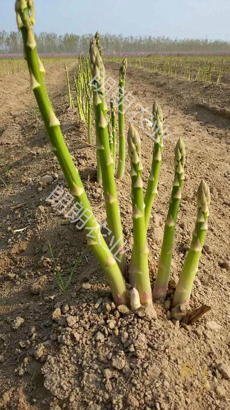 根芦笋种根紫色芦笋苗卢笋苗芦笋种孑芦笋种籽苗蔬菜苗 绿色 一年