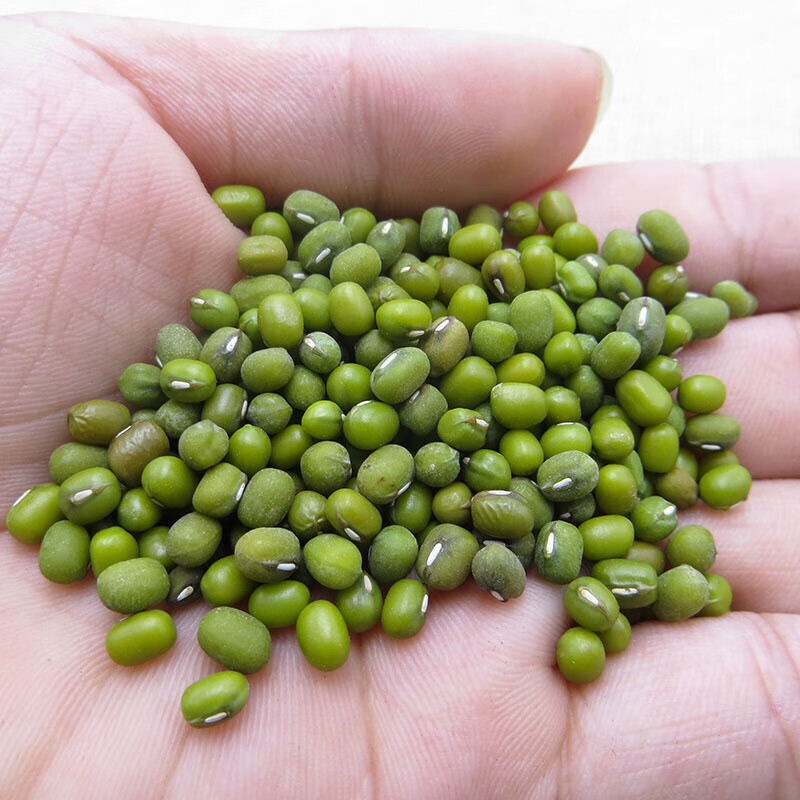 500g农家自产散装绿豆新鲜五谷豆类杂粮绿豆汤发豆芽小笨绿豆种子