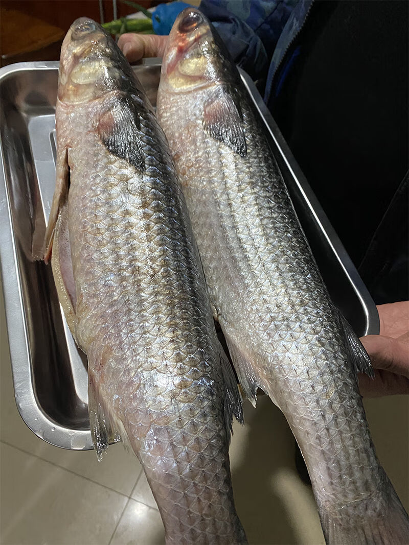鲜活梭鱼红眼梭子鱼新鲜乌鲻鱼乌头海捕海鱼水产2条超大梭鱼共5斤