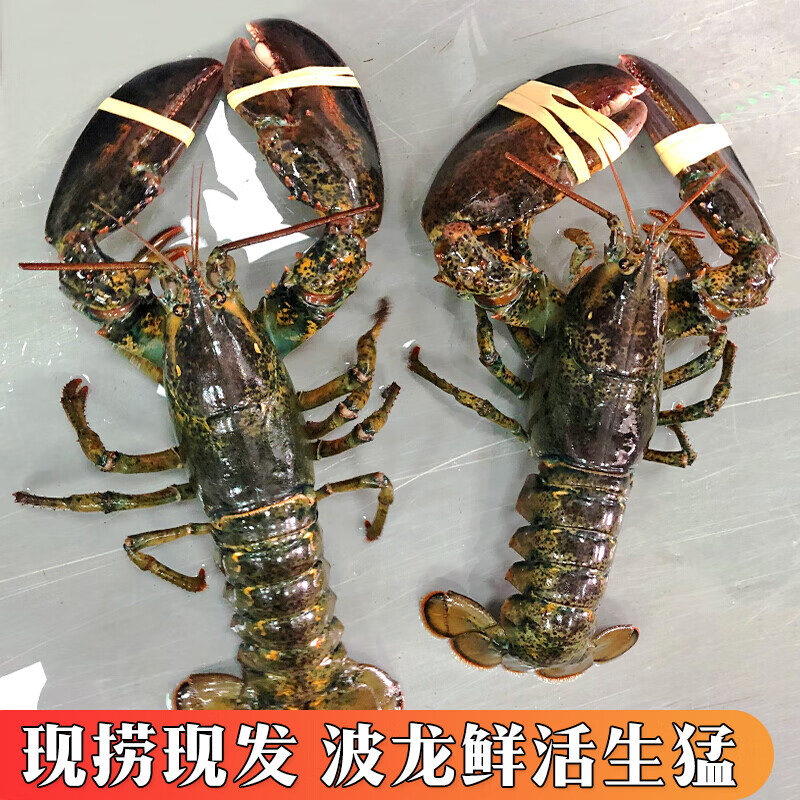 波士顿龙虾鲜活海鲜水产澳州大龙虾小青龙活体波斯龙4