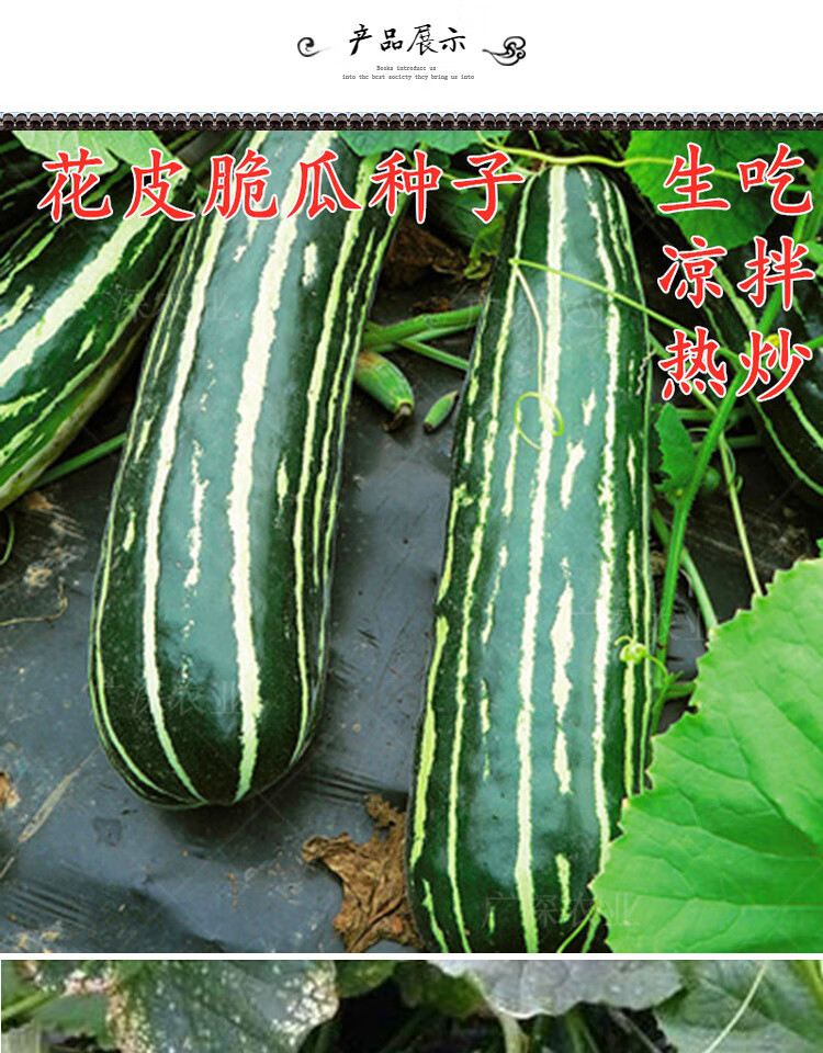瓜种籽一窝蜂菜瓜早熟不苦水瓜四季庭院阳台高产 花皮菜瓜原装约60粒