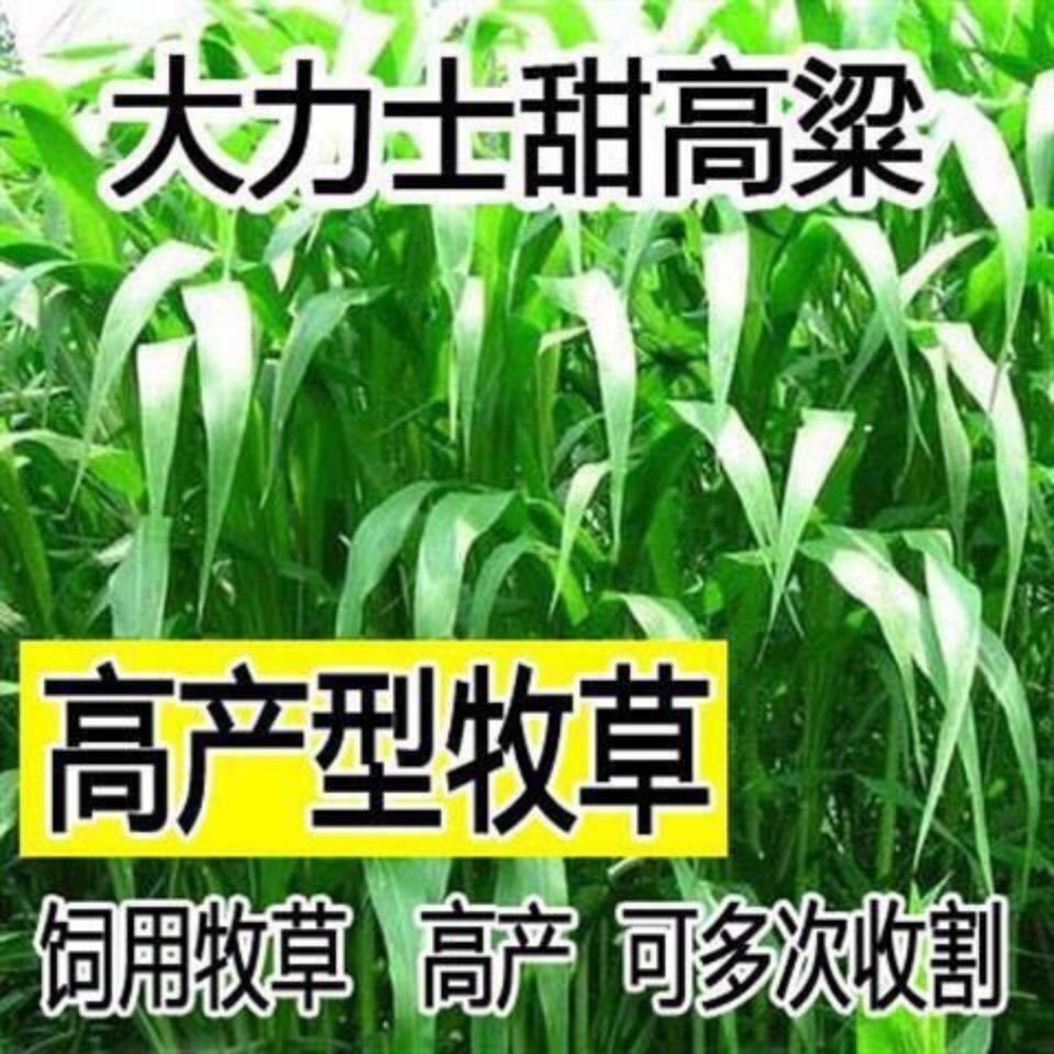 在播种牧草种子时,种植户首先要结合它的生长习性来为它提供一个合适