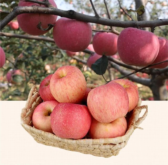 【顺丰速发】甘肃庆阳红富士苹果新鲜脆甜多汁高原水果5斤10斤中大果