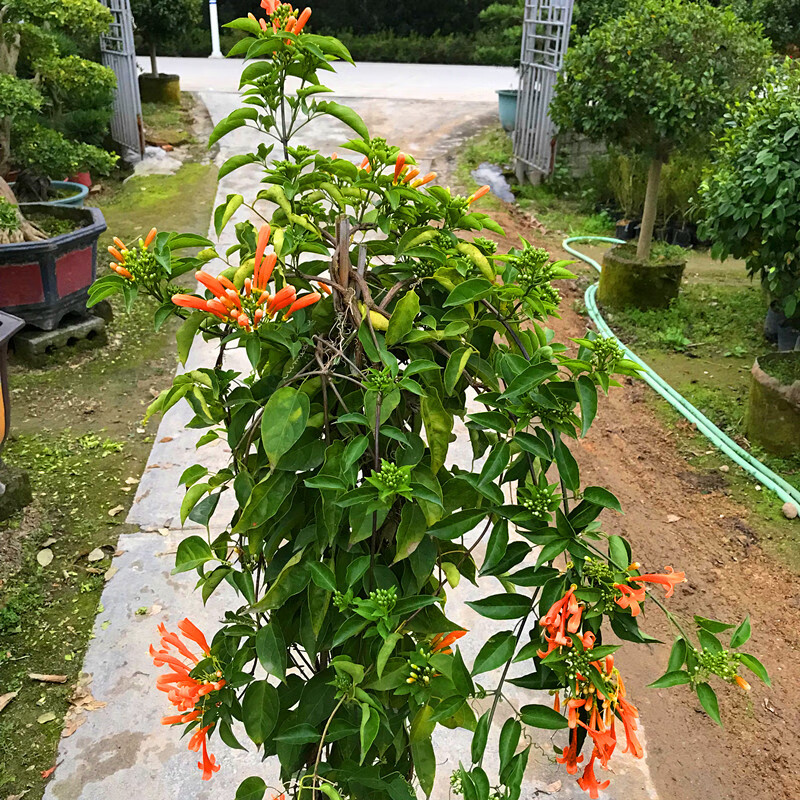 炮仗花 爬藤植物炮仗花苗盆栽爬藤植物攀爬植物庭院围墙垂吊花苗 橙红