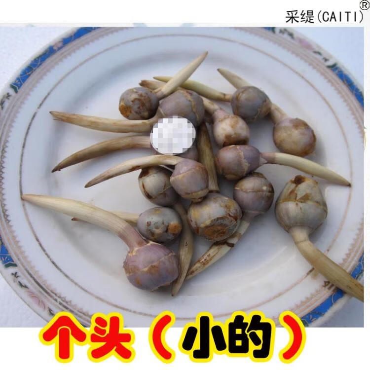 新鲜江苏淮安圆茨菇次姑紫茨菰5斤个大白马蹄芽菇燕尾草燕尾菇白地果