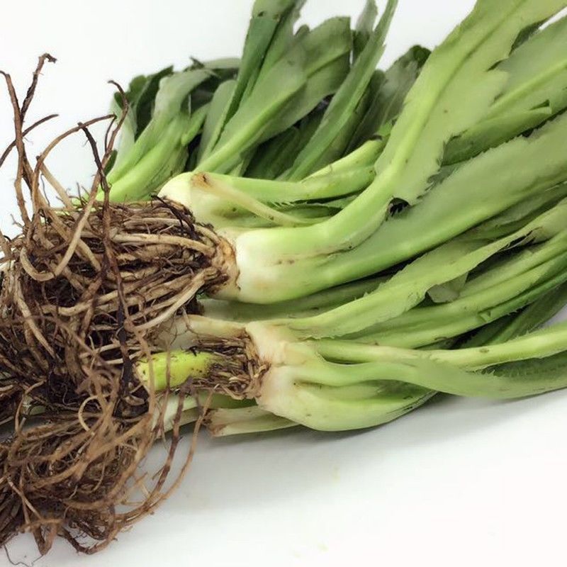 新鲜大芫茜大芜荽广东香菜芜荽刺芜荽假芜茜大香菜250克3斤