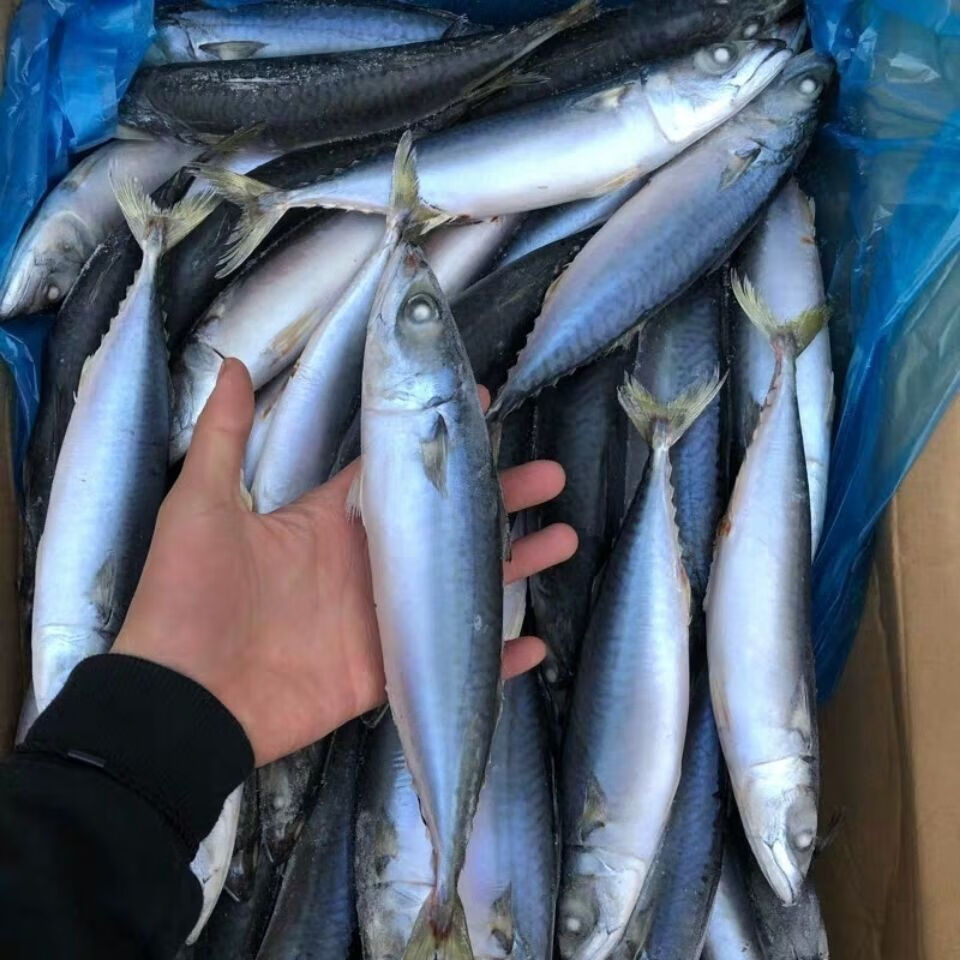 青占鱼一斤两条左右鲅鱼鲐鲅鱼青条鱼鲜活冷冻海鲜海产品诺斯食美一箱