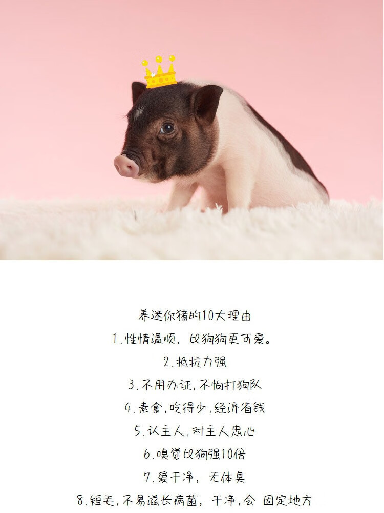 香猪活体小香猪宠物活体迷你小香猪活体泰国宠物小香猪香猪苗泰国香猪