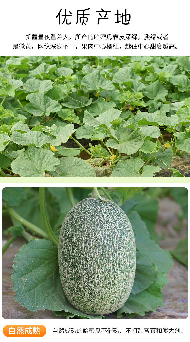 年货精选新疆哈密瓜整箱西州蜜瓜水果新鲜网纹瓜带箱10斤香甜蜜瓜应季
