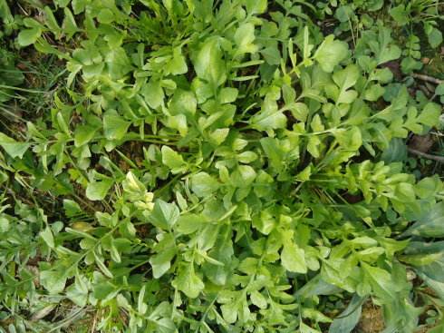纯野生荠菜种子 大叶荠荠菜野菜种子 有机地菜四季播蔬菜种子 散装250
