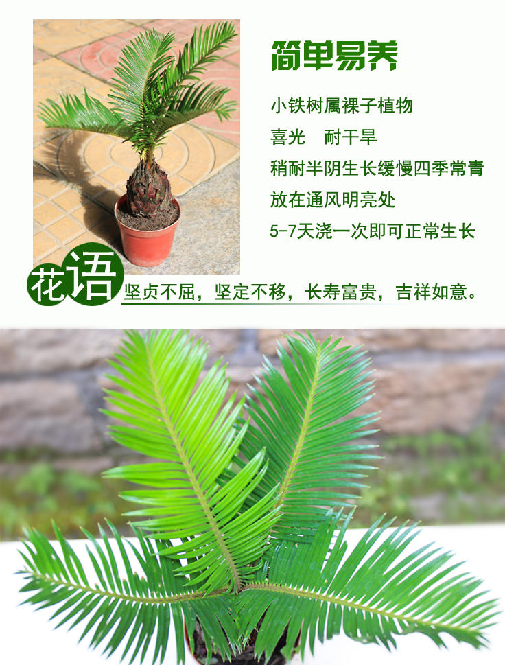 铁树盆景小苏铁苗盆栽花卉室内外客厅植物办公室会议厅绿植 球径9公分