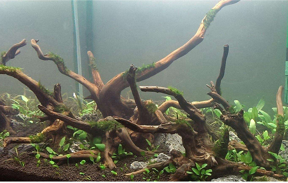 vieruodis 鱼缸造景 沉木树根 moss木头 水族箱造景木 随机发货 鱼缸