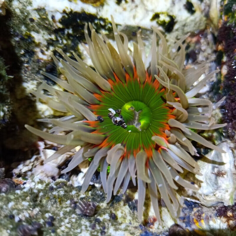 【京东推荐】绿疣海葵海水生物 3厘米左右1只