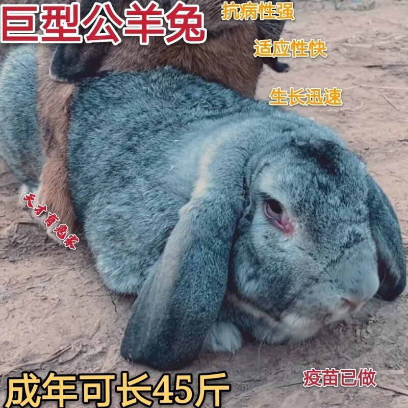 【京东推荐】公羊兔活体巨无霸兔子公羊兔巨兔活体大型肉兔可长45斤包