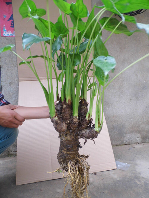 客厅绿植花卉盆栽 水培滴水观音 千手观音 5-6手 不含盆