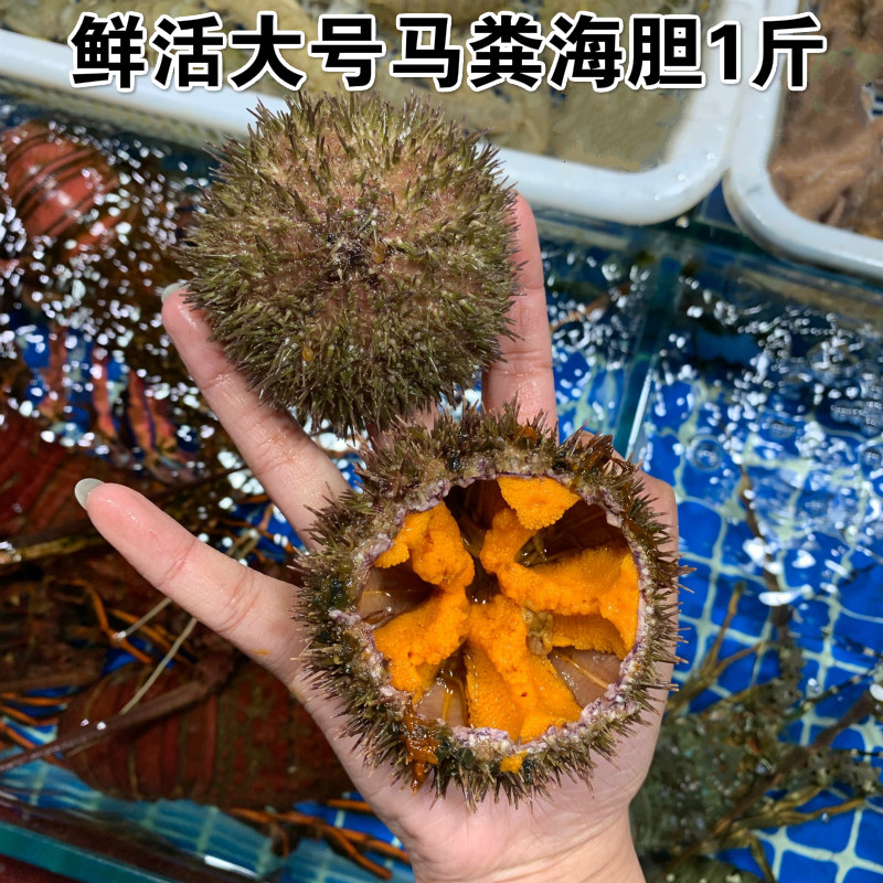 【顺丰冷链-舔鲜】鲜活大号马粪海胆500g上海闪送特大