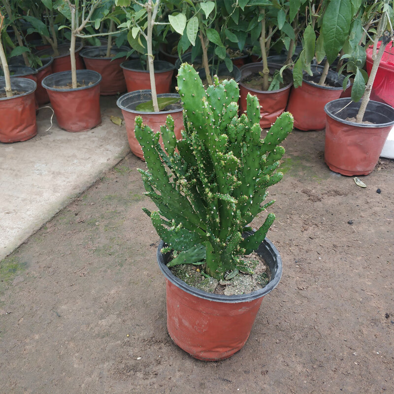 室内阳台绿植花卉仙人掌类千佛手多肉植物千手观音盆栽2盆30cm高不含