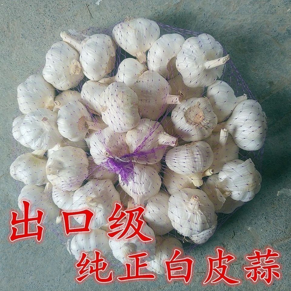 白皮大蒜纯白蒜山东特大腊八蒜用餐饮白皮大蒜1斤5斤农家自产5斤特大