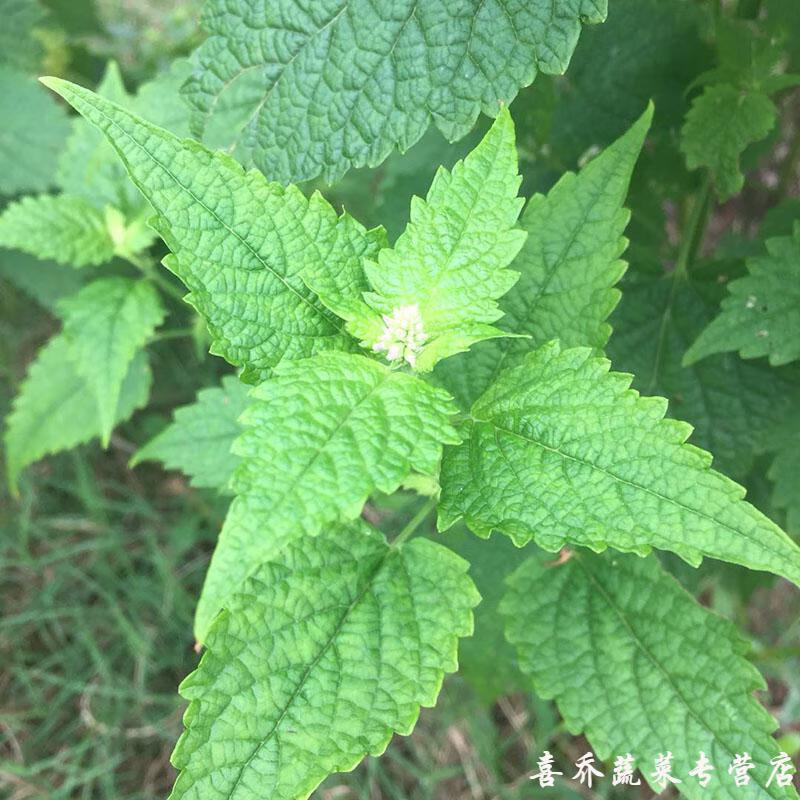 四川新鲜藿香叶鱼香叶 露天现摘鱼香菜藿香 泡茶做菜霍香叶子 1000g