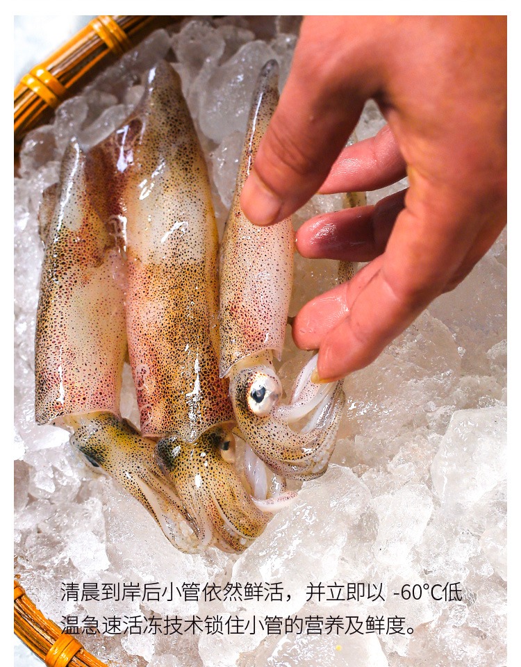 小管鲜活海兔满籽带籽东山岛生鲜速冻新鲜冷冻水产800g10只
