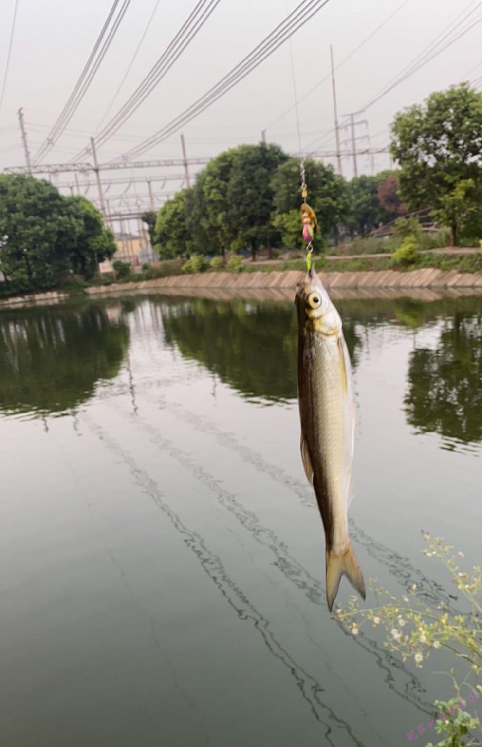 【好货上新】飞蝇钩钓组 绑好路亚假饵套装马口白条翘嘴专杀瓜子钓组