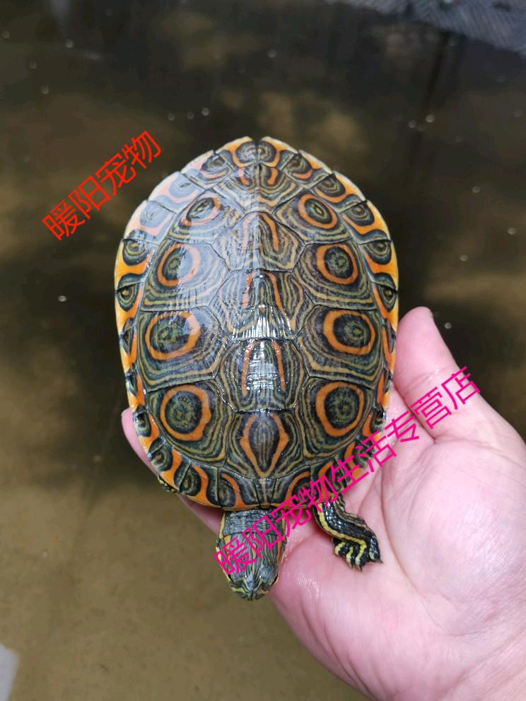 天弗尼加拉瓜彩龟中美彩龟大河甜甜圈龟深水鱼缸龟归田牧歌直播选龟