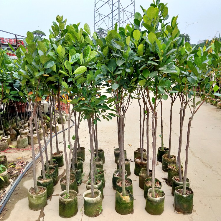 菠萝蜜树苗嫁接果树苗木菠萝四季红肉1号干湿当年结果5年苗四季菠萝蜜