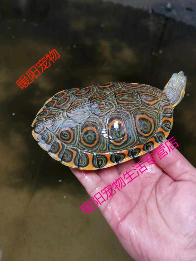 天弗尼加拉瓜彩龟中美彩龟大河甜甜圈龟深水鱼缸龟归田牧歌直播选龟