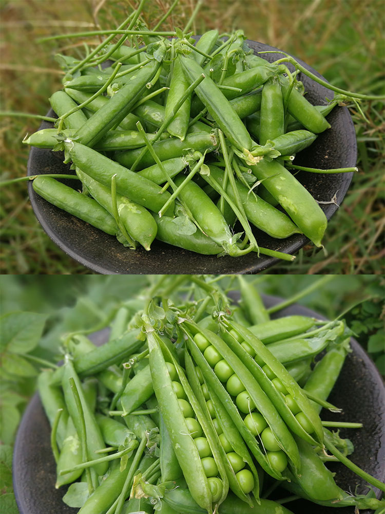 云南新鲜豌豆甜脆豌豆水果豌豆青豌豆甜豆农家种植现摘现发3斤装生鲜