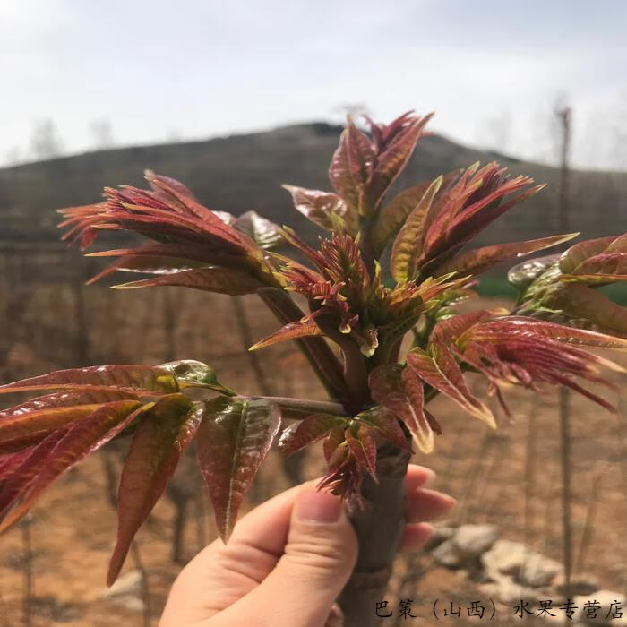 香椿芽新鲜蔬菜头茬香椿头嫩芽香椿菜整箱农家种植新鲜蔬菜当季时令