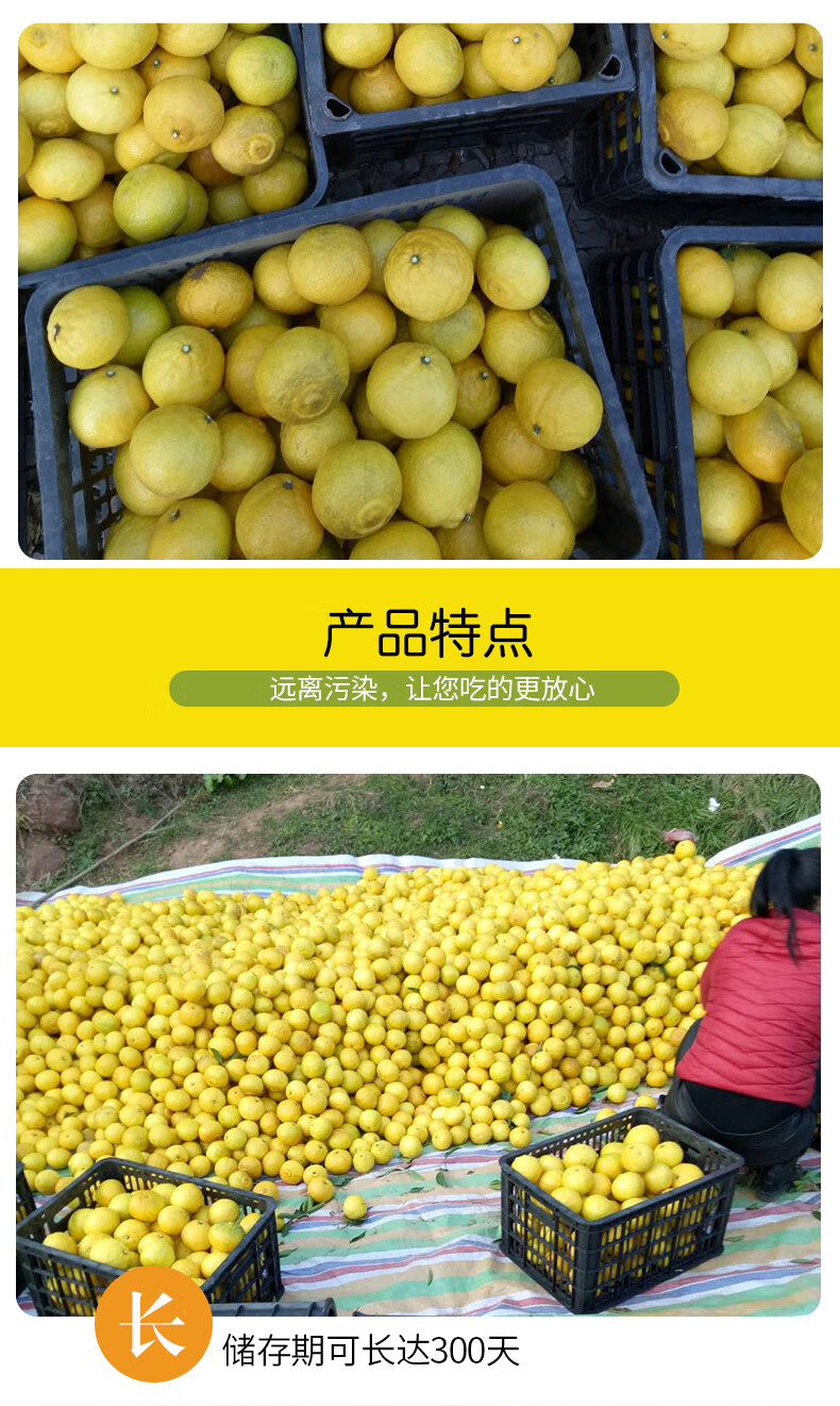 怀化洪江黄金贡柚新鲜甜春香柚桔象山青雪峰山小柚子10斤礼盒【礼盒
