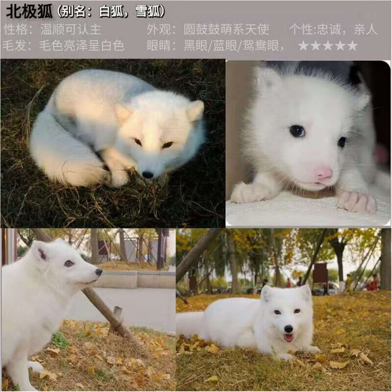 【京东推荐】萌萌狐狸活物雪狐自家繁殖家养萌宠熊猫狐蓝狐白化狐狸